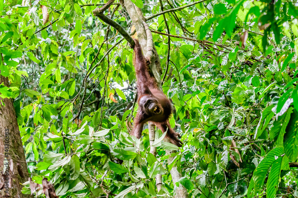 Orangutan contented swinging in the trees