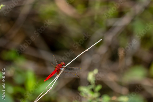 red dragonfly redy to fly photo