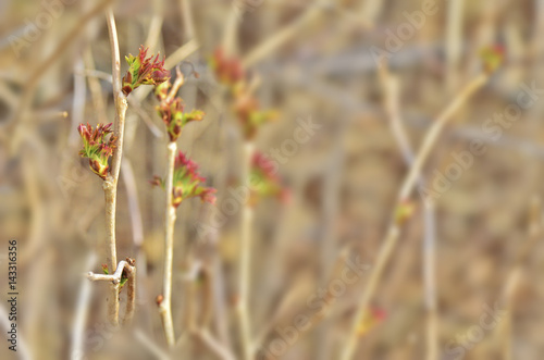 yang spring tree leaves background © olelia