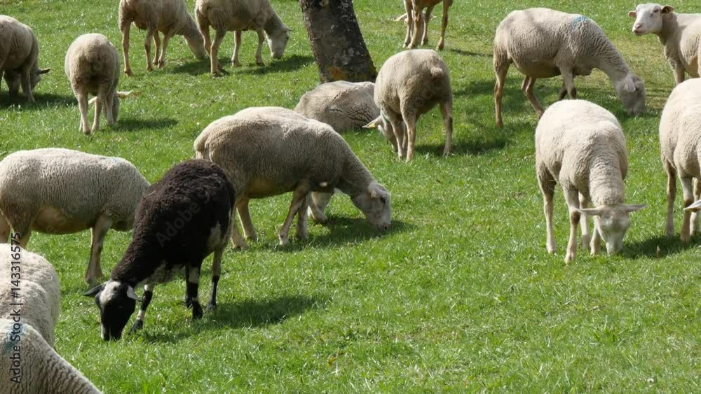Herd of sheep grazing in the meadow, French Pyrenees Herd of sheep grazing in the meadow, French Pyrenees