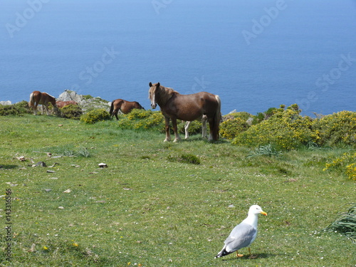 Pferde in einsamer Küstenlandschaft
