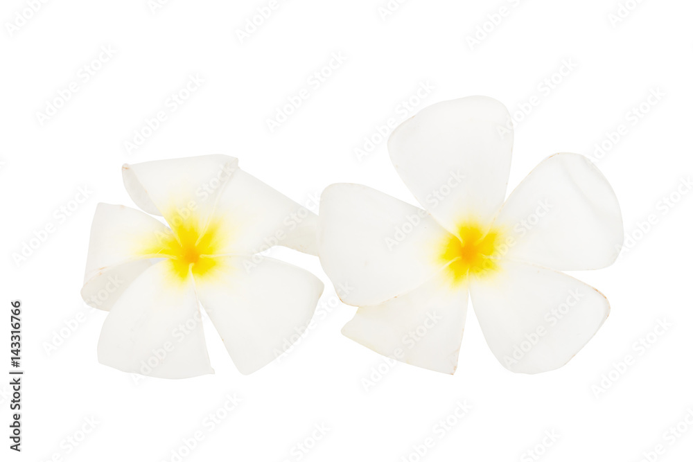 Obraz premium flower frangipani. plumeria. isolated on white background