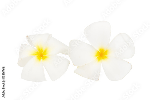flower frangipani. plumeria. isolated on white background