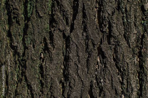 Tree surface texture for background and wallpaper