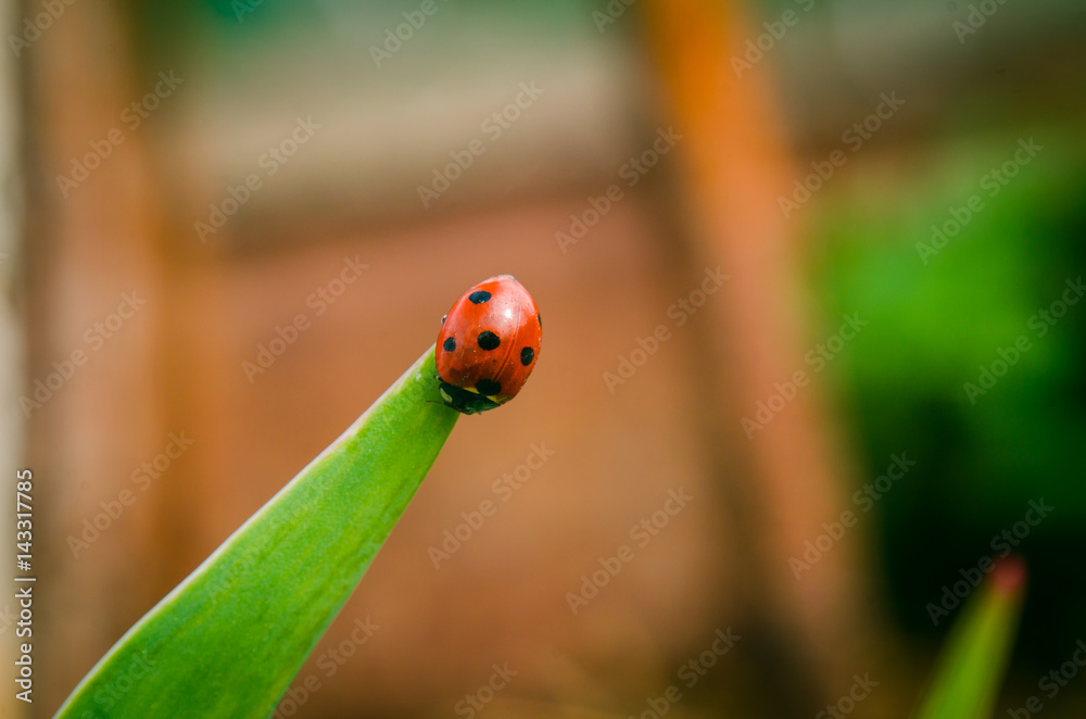 Fototapeta premium the side of wild red ladybug coccinellidae anatis ocellata coleoptera ladybird on a green grass