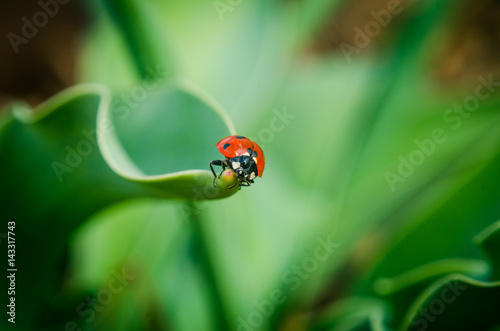 the side of wild red ladybug coccinellidae anatis ocellata coleoptera ladybird on a green grass photo