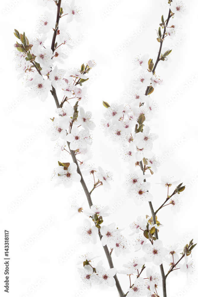 Blüten einer Blutpflaume (Prunus cerasifera Nigra) Blüten einer Blutpflaume (Prunus cerasifera Nigra)