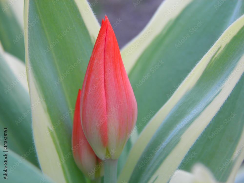 Fototapeta premium Młody tulipan