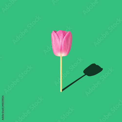 Fototapeta Naklejka Na Ścianę i Meble -  spring flower, minimal concept, tulip on green background