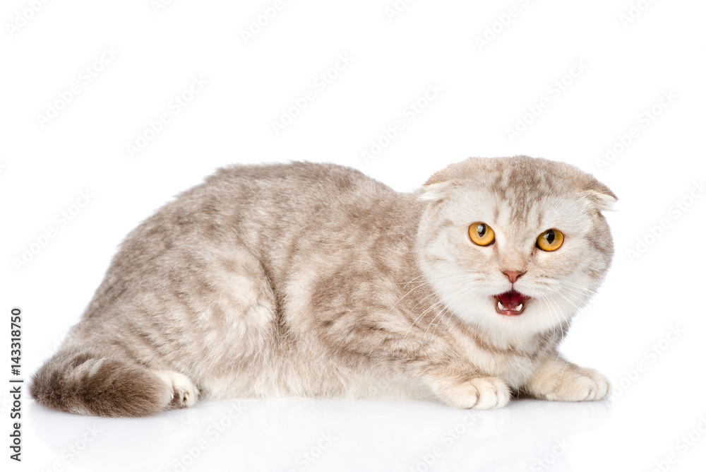 Frightened cat. Isolated on white background Frightened cat. Isolated on white background