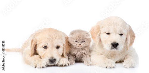 Fototapeta Naklejka Na Ścianę i Meble -  Tiny kitten lies between two golden retriever puppies. isolated on white background