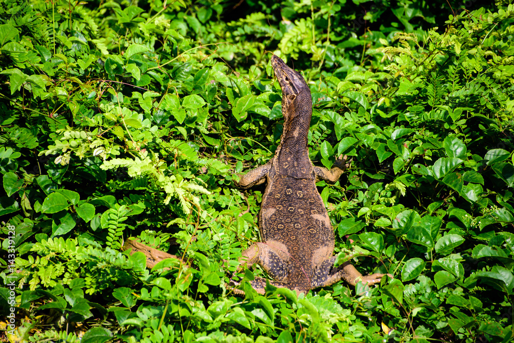 Monitor lizard sunbathing Monitor lizard sunbathing