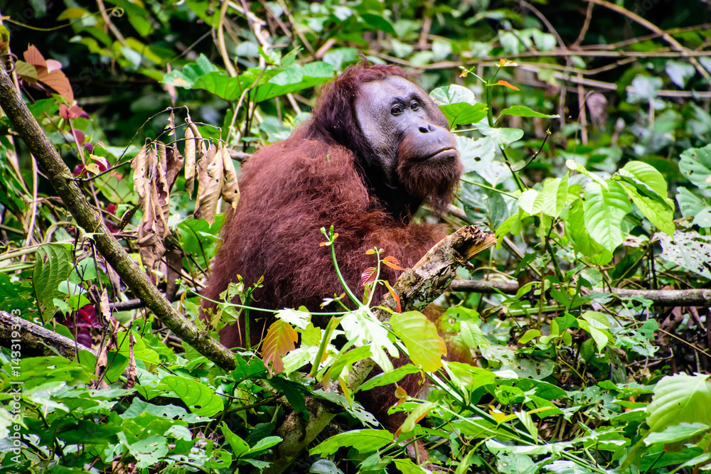 Male flange orangutan at ease in the rainforest