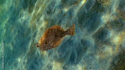 European flounder (Platichthys flesus luscus) floats in the water column. photo