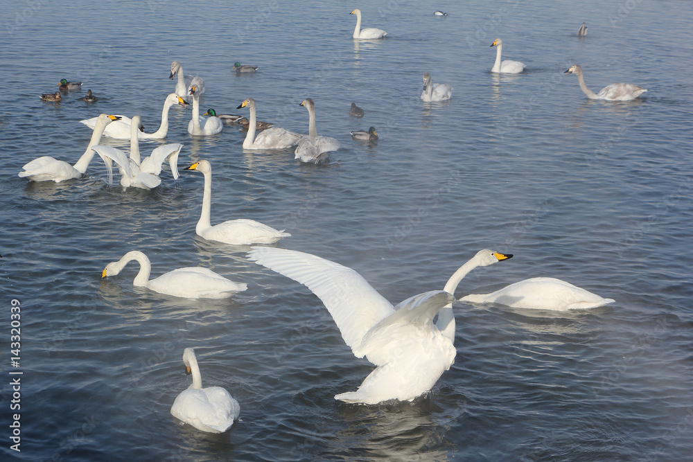 Whooper swans swimming in the lake, Altai, Russia Whooper swans swimming in the lake, Altai, Russia