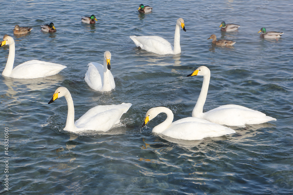 Whooper swans swimming in the lake, Altai, Russia Whooper swans swimming in the lake, Altai, Russia