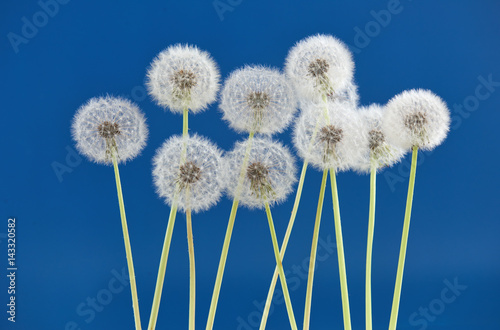 Dandelion flower on blue color background  object on blank space backdrop  nature and spring season concept.