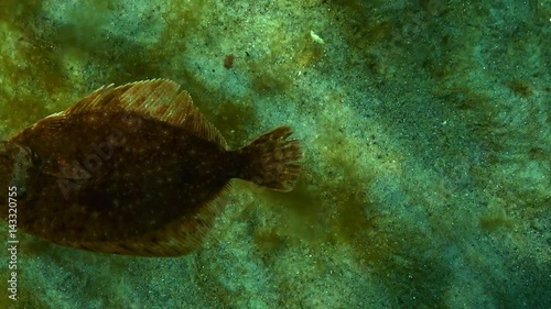 European flounder (Platichthys flesus luscus) floats in the water column. photo