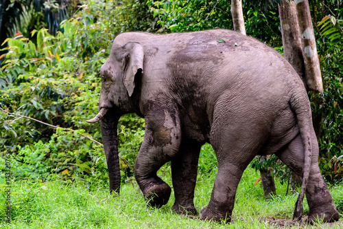 Male Pygmy Elephant moving back into the rainforest