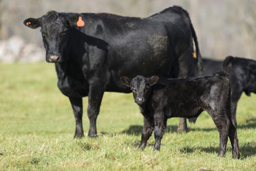 Foto auf Leinwand Kuh Black-Angus-Kuh und Kalb  © Steve Oehlenschlager