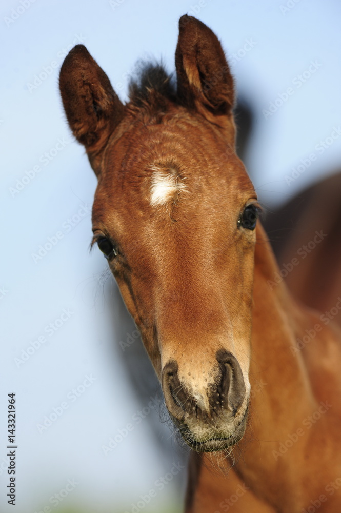 Fototapeta premium Stutfohlen auf einer Weide