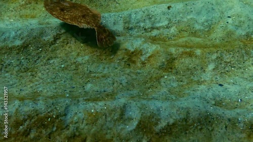 European flounder (Platichthys flesus luscus) floats in the water column. photo