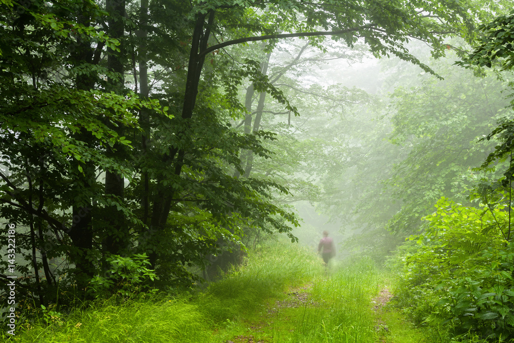 Bright green forest at springtime