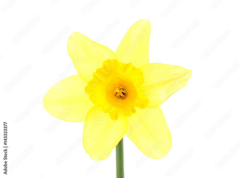 Fototapeta premium daffodil flowers