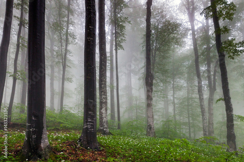 Misty spring beech forest