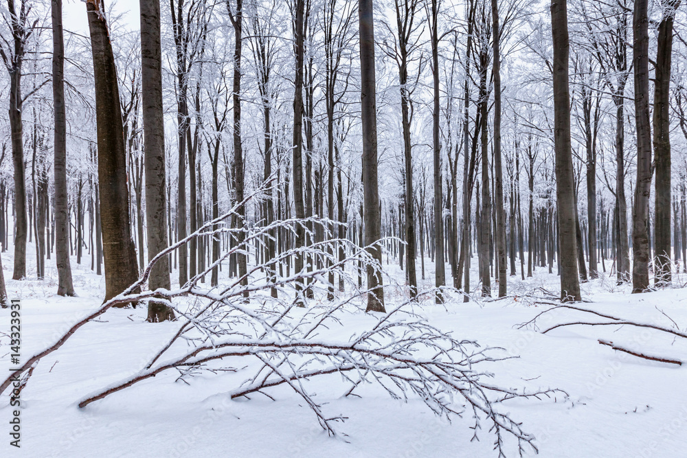 Snowy beech forest at winter