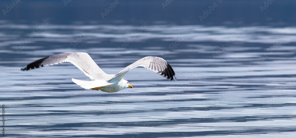 Fototapeta premium Möve im Flug, Starnberger See