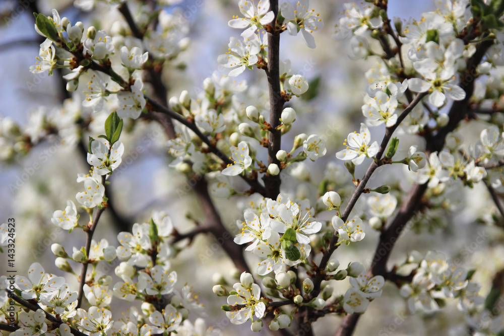 Flowering trees, fruit trees, flowers Flowering trees, fruit trees, flowers