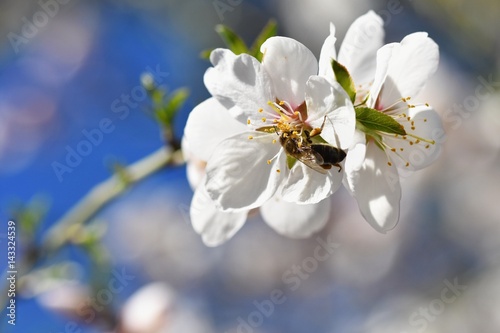 Spring background. Beautifully blossoming tree with a bee. Flower in nature.