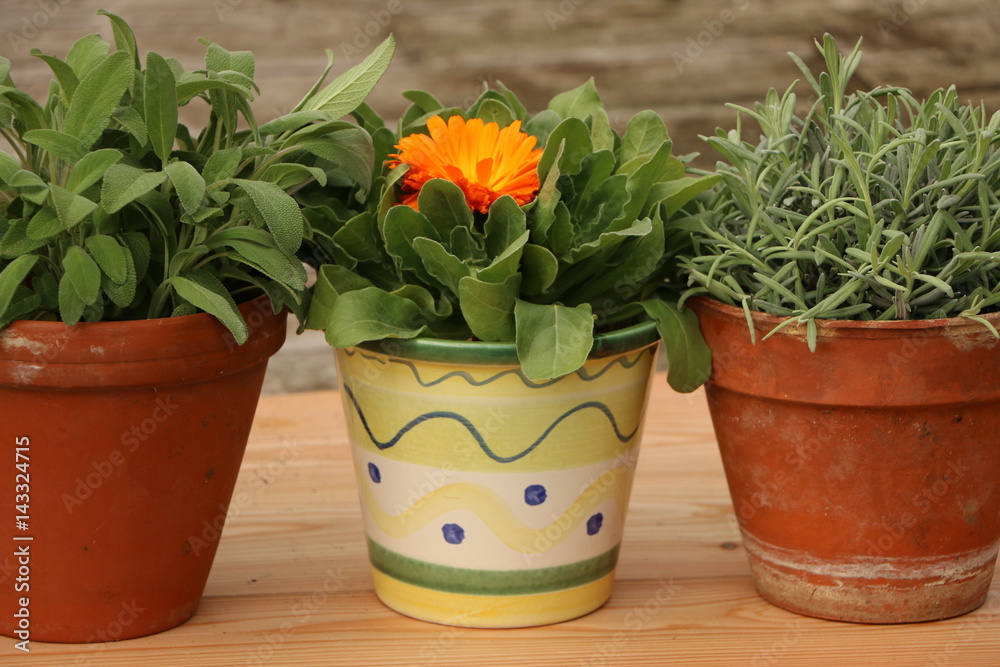 Herbal pots, Kräutertöpfe, Salbei, Lavendel, Ringelblume