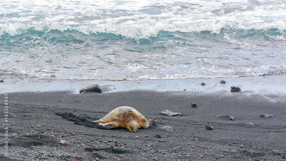 Fototapeta premium Green sea turtle on Punalu'u black sand beach, Big Island, Hawaii