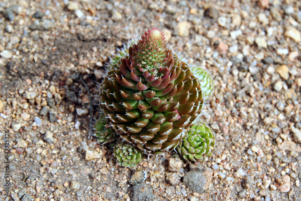 Travel to Kazakhstan. The succulents on the rocks in the mountains.