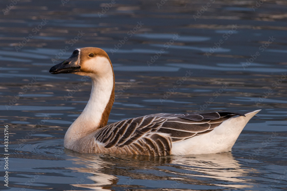 swan goose, Anser cygnoides swan goose, Anser cygnoides