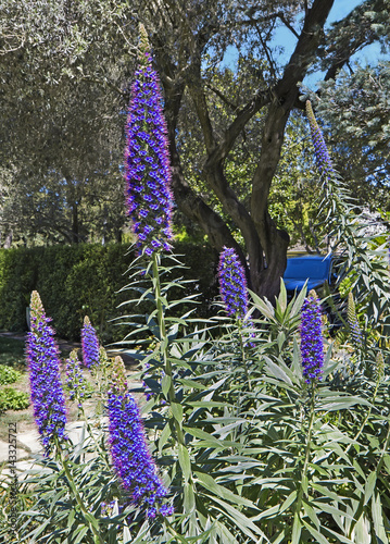Flowering plant Pride of Madeira (Echium candicans)