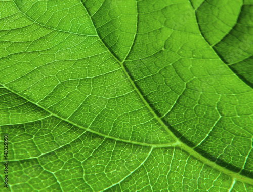 Leaf's Veinlet Texture Pattern