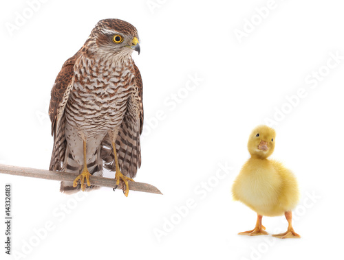 falcon and chicken duck