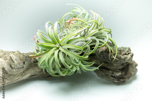 flower,background,close up