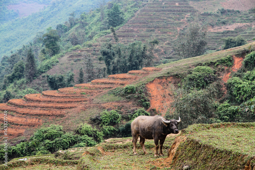 Vietnam - Wanderung durch die Reisterrassen von Sapa Vietnam - Wanderung durch die Reisterrassen von Sapa