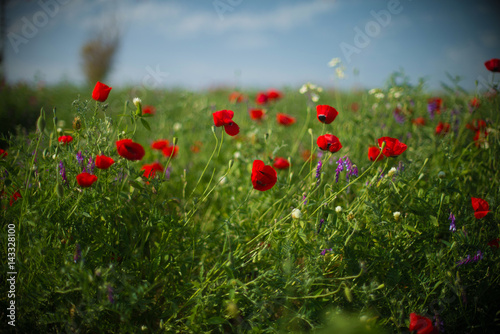 field of red poppies on a green background