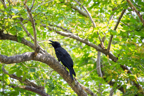 The black crow. © Winyou