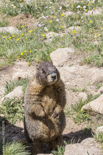 Marmot sitting up