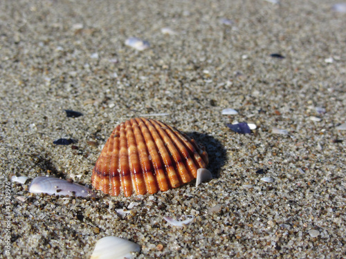 Seashells on sand. Summer beach background. Top view