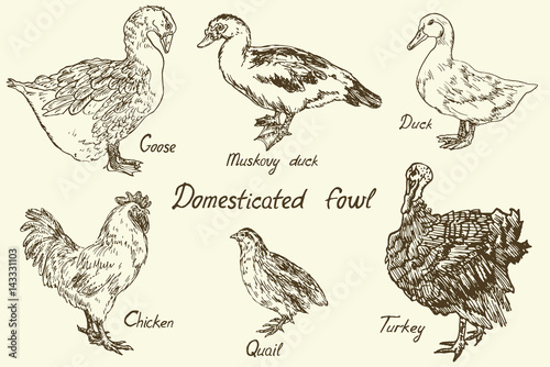 Domesticated fowl set, Goose, Muscovy duck, Duck, Chicken (rooster), quail and turkey, sketch in pop art style, isolated vector illustration
