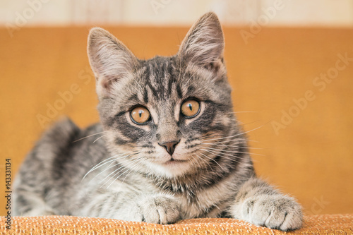 Small striped kitten basking on the couch at home.