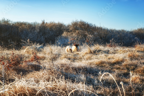 Nature Backgrounds, Scottish Blackface Sheep photo