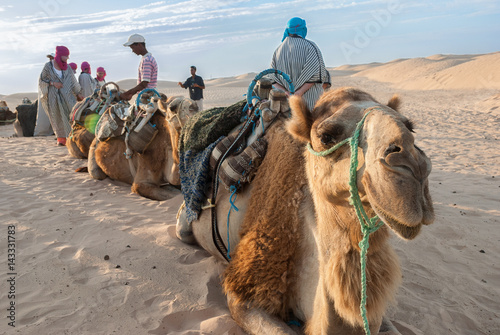 Caravan of camels on holiday in the desert photo